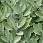 The Most Underrated North Carolina Herb That Keeps Thriving When Late-Summer Heat Hits 95 Degrees