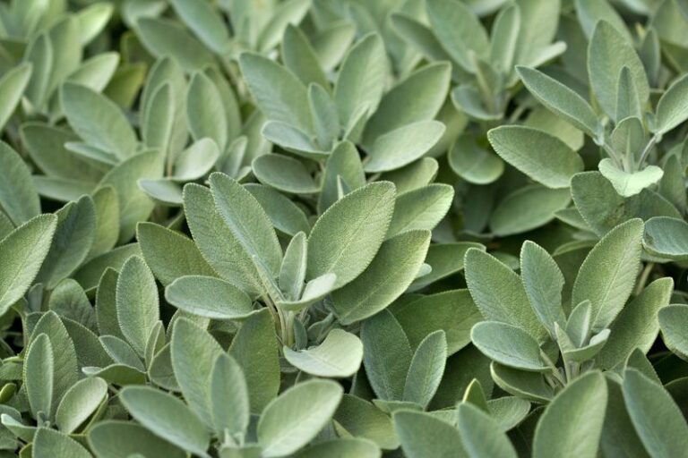The Most Underrated North Carolina Herb That Keeps Thriving When Late-Summer Heat Hits 95 Degrees