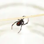 This Common California Garden Spider Looks Just Like a Black Widow Until You Learn the Two-Second Check