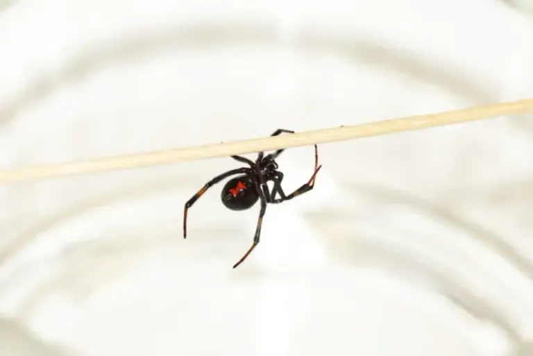 This Common California Garden Spider Looks Just Like a Black Widow Until You Learn the Two-Second Check