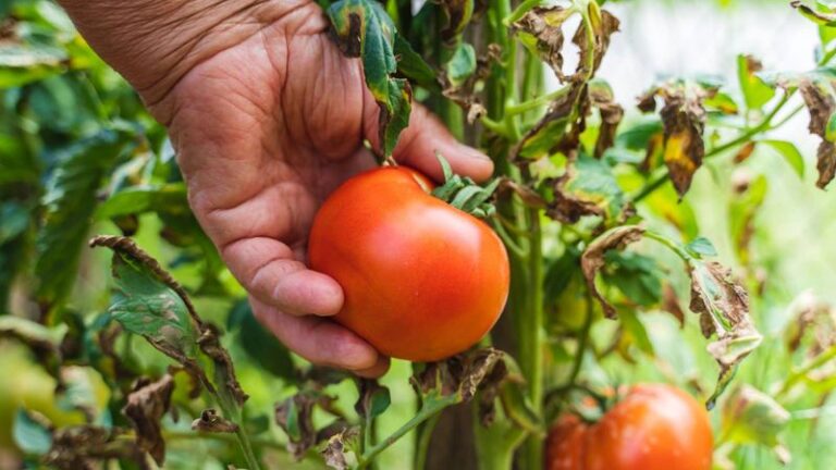If Your Tomato Plants Slow Way Down in Late-Summer Heat, One Feeding Habit Is Usually Behind It