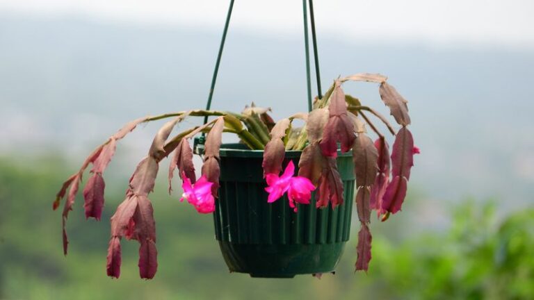 Your Christmas Cactus Droops Limp and Lifeless – Here’s the 10-Step Rescue Plan That May Wake It Back Up