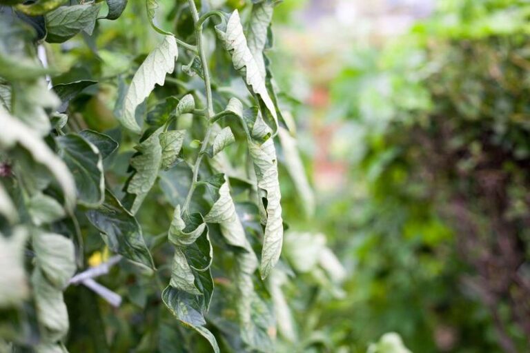 If your tomato leaves curl and toughen up in August heat, the reason isn’t disease – it’s one watering swing
