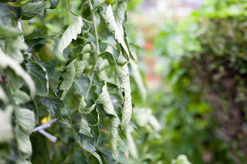 If your tomato leaves curl and toughen up in August heat, the reason isn’t disease – it’s one watering swing