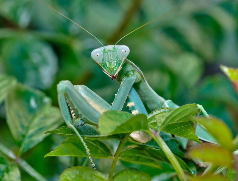 How To Support the California Praying Mantises That Quietly Clear Aphids and Caterpillars From Your Garden Beds