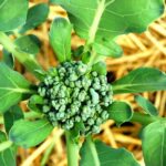 If Your Fall Broccoli Plants Button Into Tiny Heads Before They Size Up in Late-Summer Heat, Here Is Why