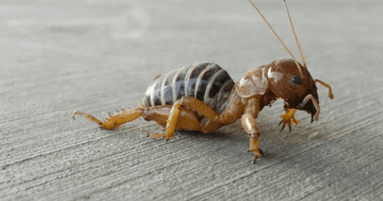 How To Support the California Jerusalem Cricket That Quietly Tunnels Through Your Soil and Feeds the Lizards You Love