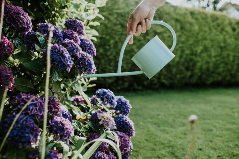 Your Hydrangeas Wilt Fast in the Heat – Here’s the One Watering Habit Quietly Stressing the Roots