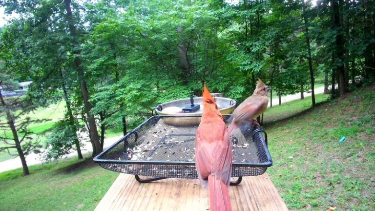 Why More Texas Cardinals Are Showing Up in Your Yard Right Now, and What They’re Telling You