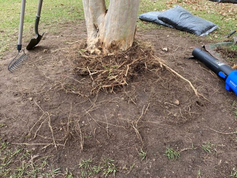 The Real Reason Crape Myrtle Suckers Keep Coming Back In North Carolina No Matter How Hard You Cut
