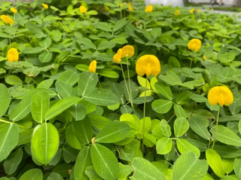 7 Native Florida Ground Covers That Take Over Your Lawn and Cut Your Mowing to Almost Nothing