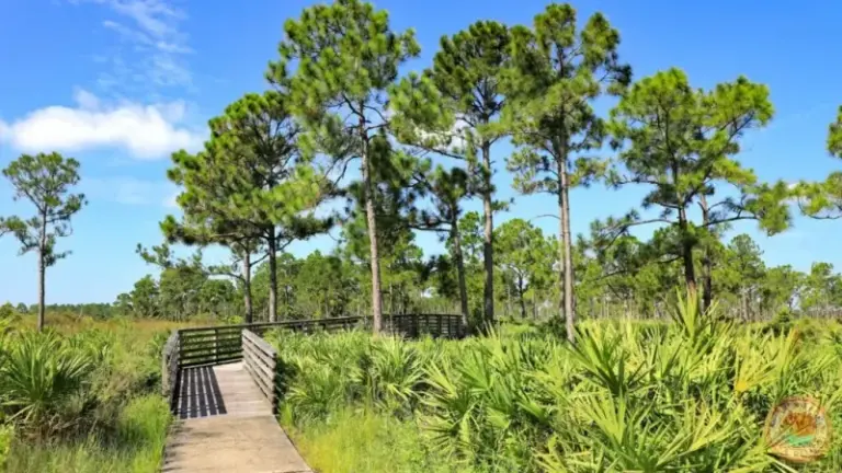 7 Native Florida Trees That Replace Water Oaks and Actually Stay Standing Through Hurricane Season
