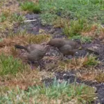 How To Support the California Towhees That Quietly Scratch the Weed Seeds and Insects Out of Your Yard