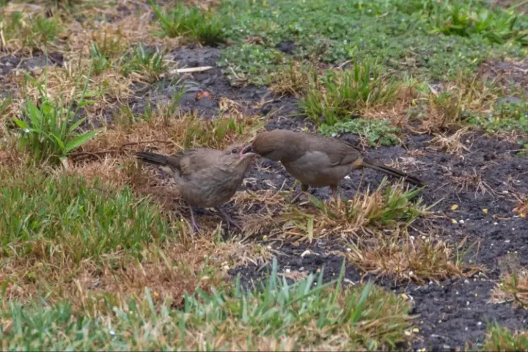 How To Support the California Towhees That Quietly Scratch the Weed Seeds and Insects Out of Your Yard
