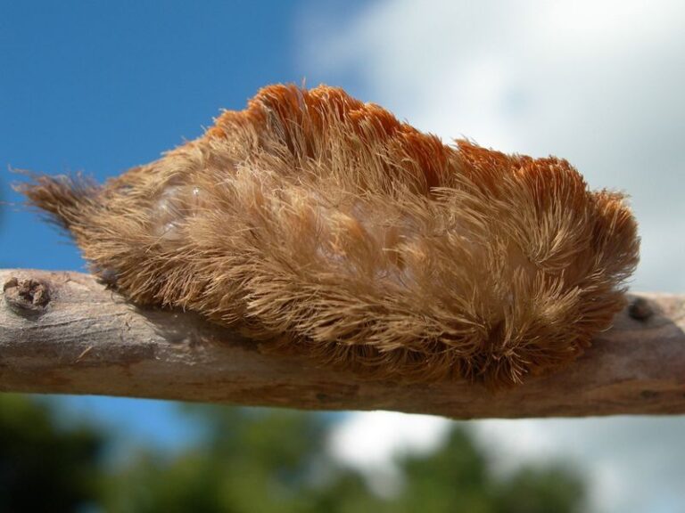 If You Spot This Bug in Your North Carolina Yard This Summer Leave It Alone or Risk a Painful Sting