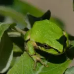 What It Really Means When Tree Frogs Start Showing Up in Your California Garden This Summer