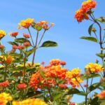 The One Thing North Carolina Gardeners Must Do to Lantana Now or It Just Coasts Through the Rest of Summer