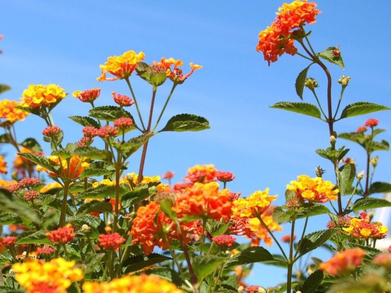 The One Thing North Carolina Gardeners Must Do to Lantana Now or It Just Coasts Through the Rest of Summer