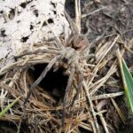 What It Really Means When Wolf Spiders Start Showing Up Along Your North Carolina Foundation In Late Summer