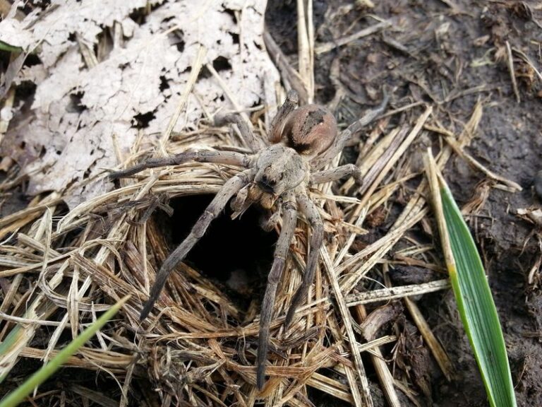 What It Really Means When Wolf Spiders Start Showing Up Along Your North Carolina Foundation In Late Summer