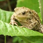 The California Toad Homeowners Might Accidentally Harm When It’s Quietly Helping With Snails and Slugs