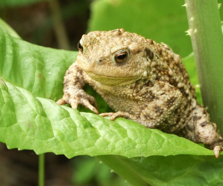 The California Toad Homeowners Might Accidentally Harm When It’s Quietly Helping With Snails and Slugs
