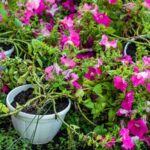 Your Petunias Fade Out Early but One Late-Season Reset Brings the Blooms Roaring Back
