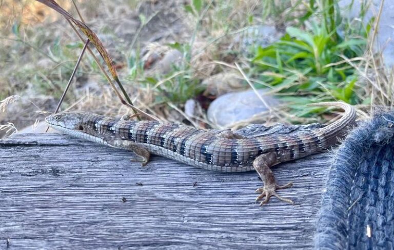What It Really Means When Alligator Lizards Start Showing Up Along Your California Fence Line This Summer
