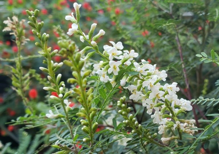 The Native Central Texas Plant That Can Help Bats Forage – And Why That Still Won’t Clear Mosquitoes By Dusk