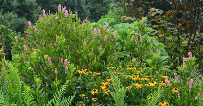 The Native North Carolina Shrub That Fills The Gap When Japanese Beetles Skeletonize Your Roses Every August