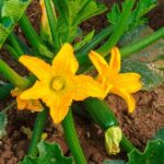 Your Zucchini Sets Flowers but Never Any Fruit in the Late-Summer Heat – Here’s the One Fix Behind It