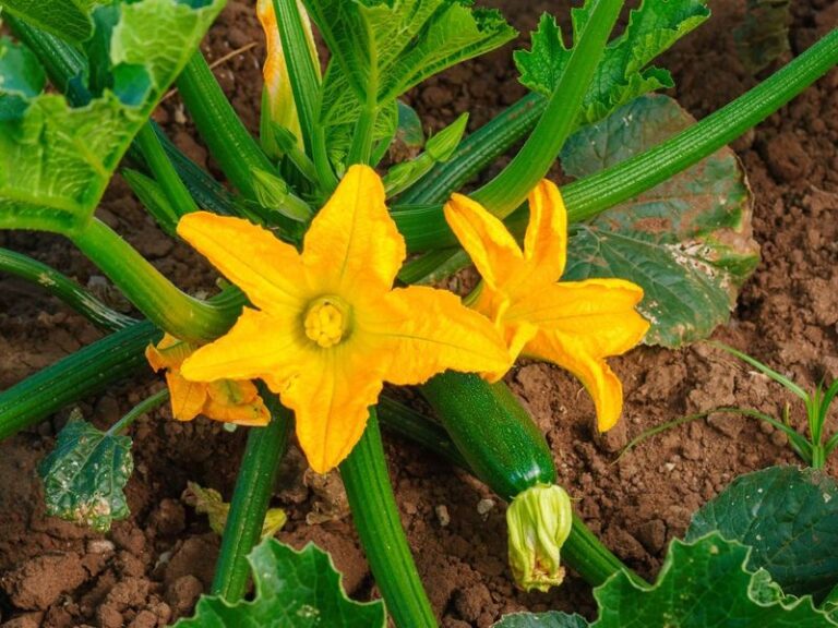 Your Zucchini Sets Flowers but Never Any Fruit in the Late-Summer Heat – Here’s the One Fix Behind It