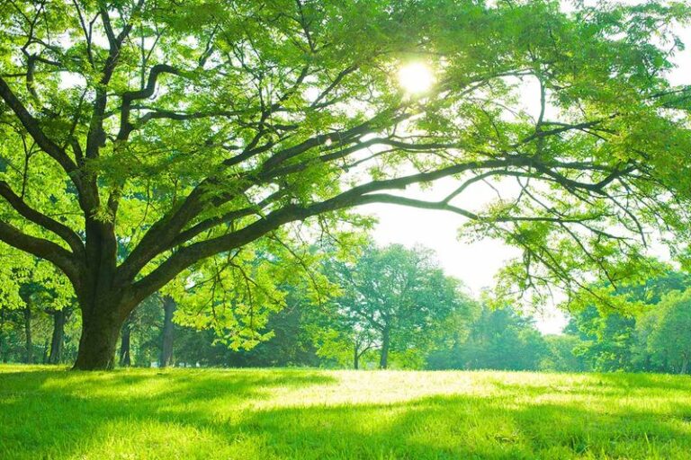 The Shade Tree Texans Are Planting Now To Cool Their Yards 20 Degrees Below the Open Lawn