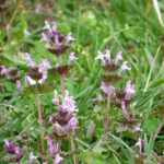 That Purple Weed Taking Over Your Central Texas Lawn Is Actually a Native Pollinator Gem