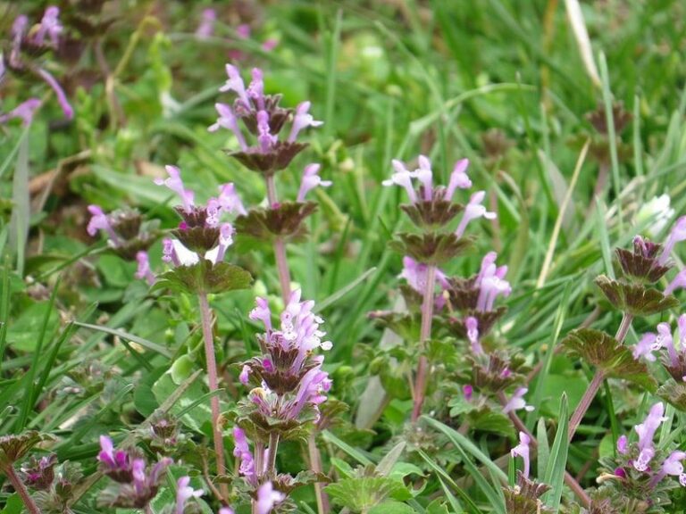 That Purple Weed Taking Over Your Central Texas Lawn Is Actually a Native Pollinator Gem