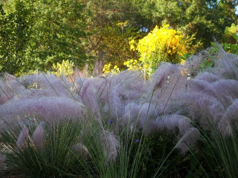 The Florida Native Grasses to Plant This Fall So Next Summer’s Fireflies Come Back