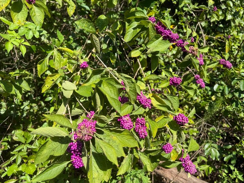 The Most Underrated North Carolina Native Shrub That Blocks Ticks Along Your Wooded Backyard Edge