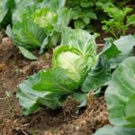 If Your Fall Cabbage Heads Refuse To Form Tight Cores in Late-Summer Heat, Here Is Why