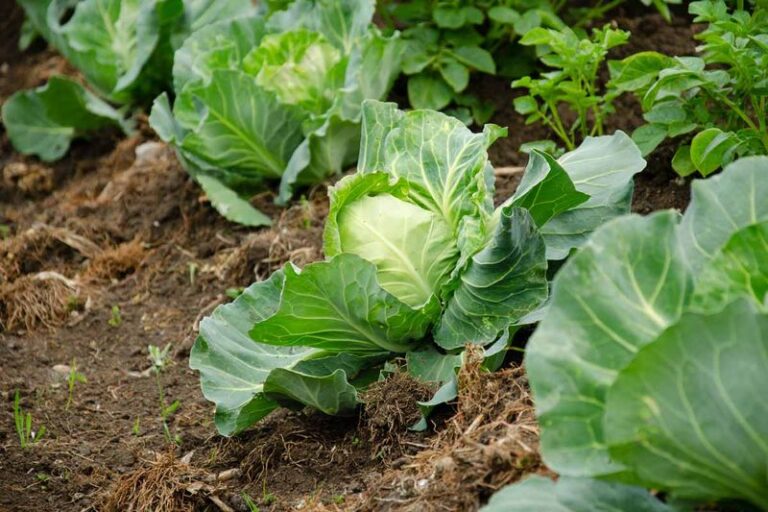 If Your Fall Cabbage Heads Refuse To Form Tight Cores in Late-Summer Heat, Here Is Why