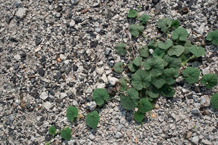 If Weeds Keep Pushing Through Your Gravel Path, Here’s the One Fix That Actually Stops Them Coming Back