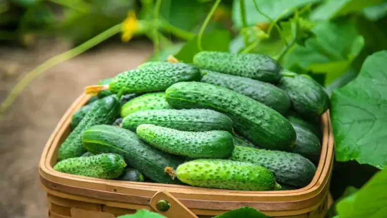 If Your Cucumbers Turn Bitter and Sharp-Tasting Right at Harvest in Late-Summer Heat, Here Is Why