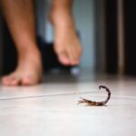 Hot, Dry Texas Summers and the Scorpion Sightings That Catch Homeowners Off Guard