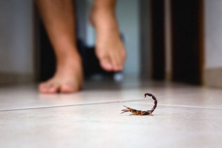 Hot, Dry Texas Summers and the Scorpion Sightings That Catch Homeowners Off Guard