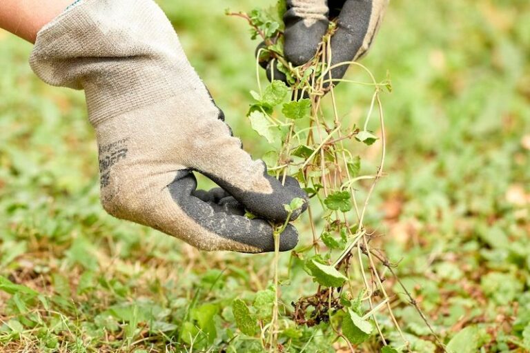 Creeping Charlie Keeps Coming Back No Matter How Much You Pull – Here’s the Chemical-Free Fix That Finally Stops It