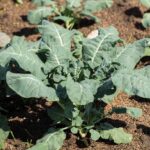 If your fall broccoli and cabbage seedlings keep wilting in this August heat, one planting habit usually starts it