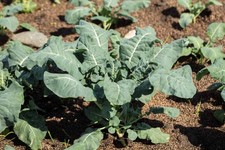 If your fall broccoli and cabbage seedlings keep wilting in this August heat, one planting habit usually starts it