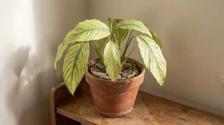 Your Peace Lily Stays Leafy but Never Blooms — Here’s the One Hidden Condition Usually Behind It