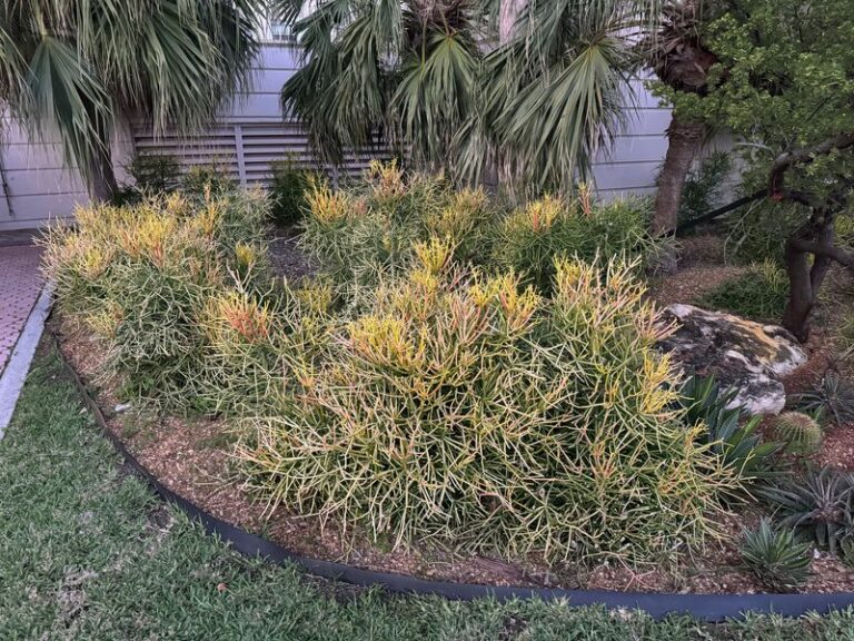 The Florida Shrub That Looks Harmless in Your Yard but Can Send You to the ER If Sap Reaches Your Eyes