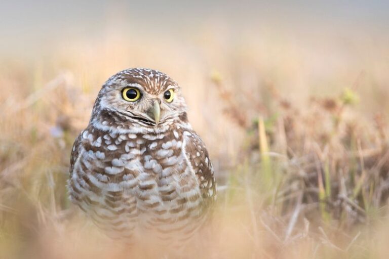 Florida Plants That Turn Your Yard Into Owl Territory So the Rats Move On for Good