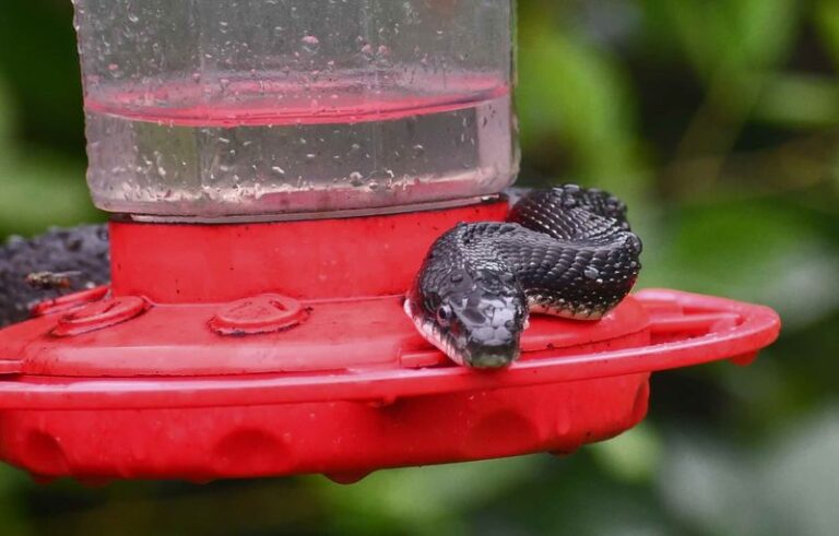 Hawks and Cats Keep Ambushing Your Hummingbirds – Here Are the Backyard Predators to Watch and How to Keep Feeders Safe